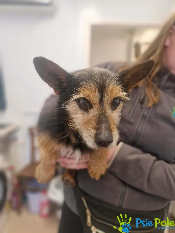 Znaleziono psa, Racławice, 11 kwietnia 2026