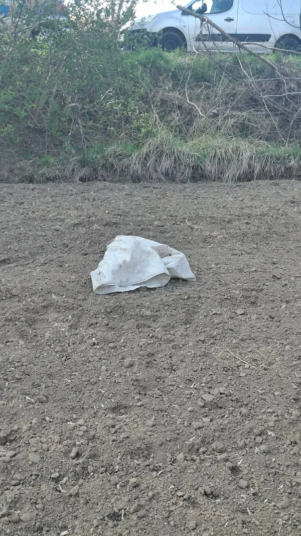 Znaleziono psa, Racławice, 10 kwietnia 2026 (3/4)