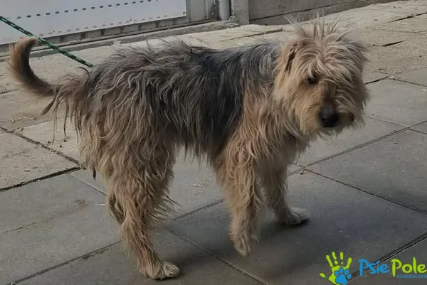 Znaleziono psa, Racławice, 10 kwietnia 2026 (4/4)