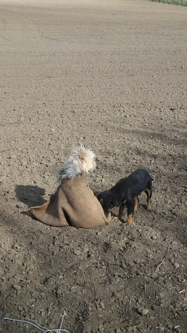 Znaleziono psa, Racławice, 10 kwietnia 2026 (2/4)