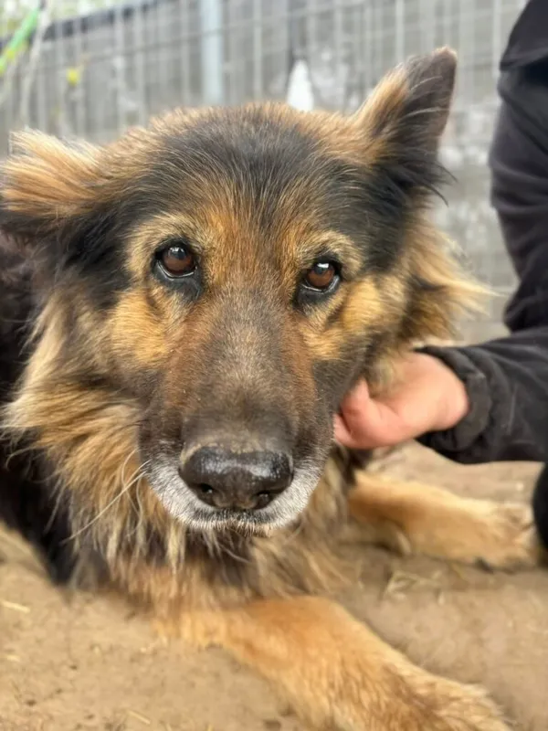 Pies do adopcji, Przyborówko, 13 kwietnia 2026 (1/3)