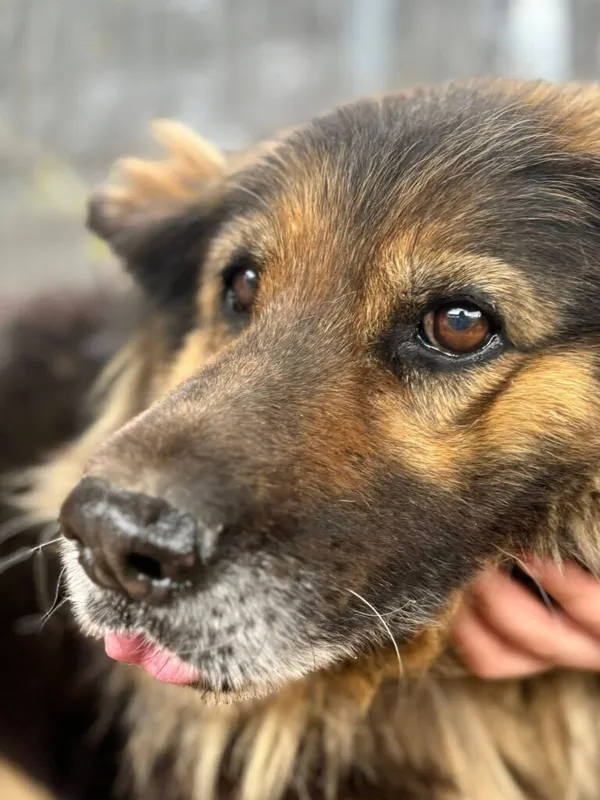 Pies do adopcji, Przyborówko, 13 kwietnia 2026 (2/3)