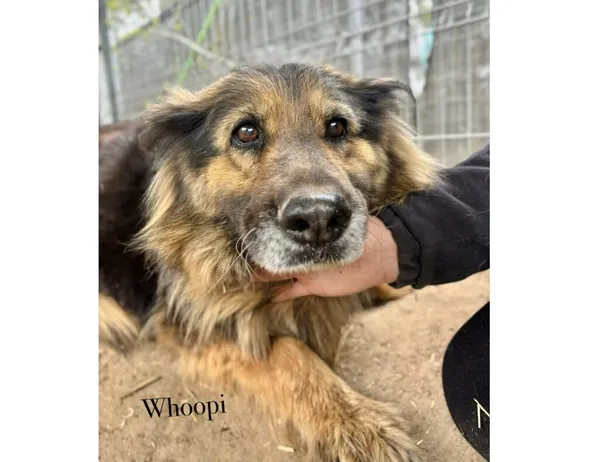 Pies do adopcji, Przyborówko, 13 kwietnia 2026 (3/3)