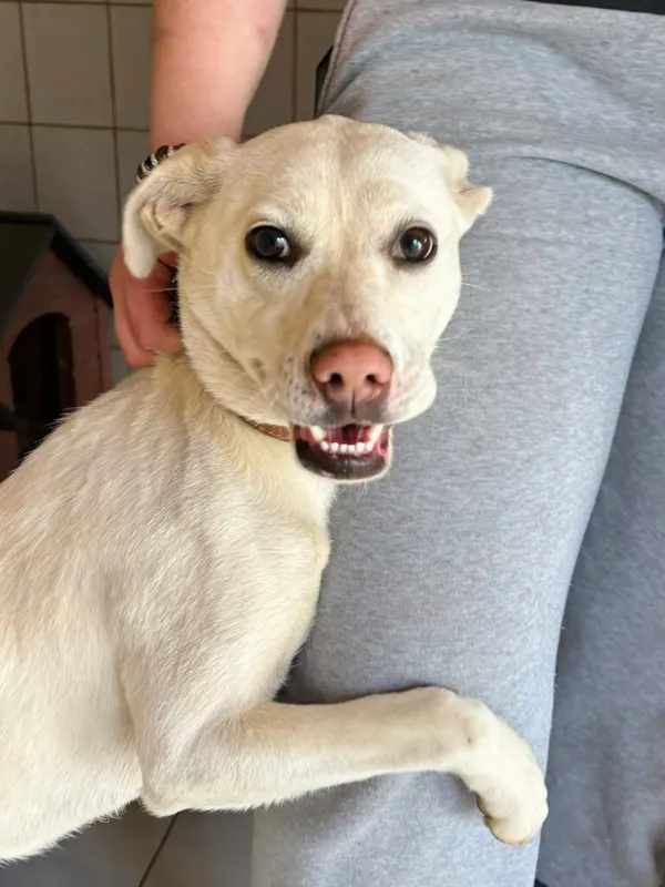 Pies do adopcji, Przyborówko, 13 kwietnia 2026 (1/3)