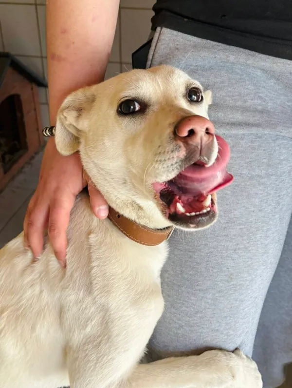 Pies do adopcji, Przyborówko, 13 kwietnia 2026 (2/3)