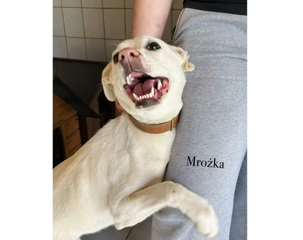 Pies do adopcji, Przyborówko, 13 kwietnia 2026 (3/3)