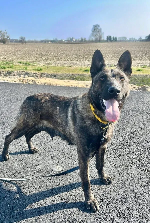 Pies do adopcji, Przyborówko, 13 kwietnia 2026 (2/3)