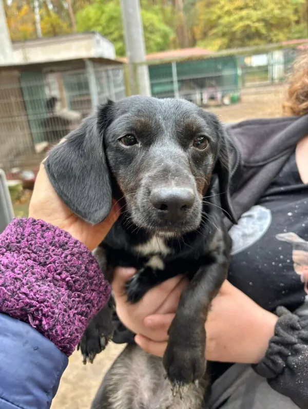 Pies do adopcji, Przyborówko, 13 kwietnia 2026 (1/3)