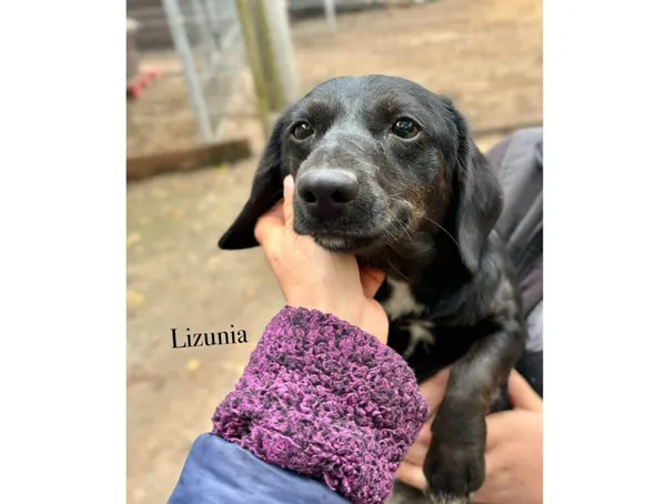 Pies do adopcji, Przyborówko, 13 kwietnia 2026 (3/3)