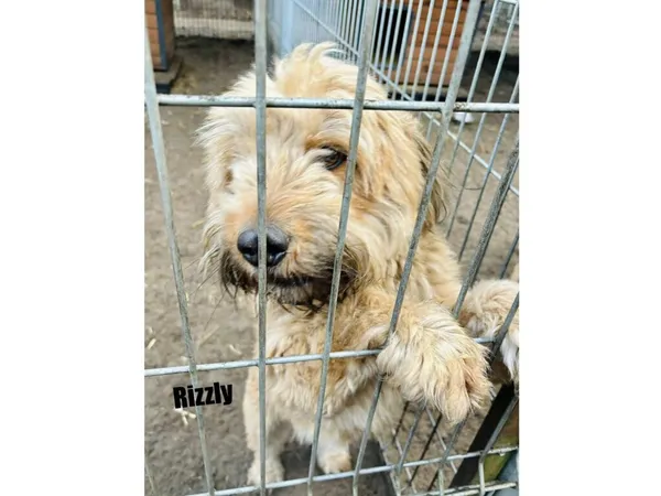 Pies do adopcji, Przyborówko, 13 kwietnia 2026