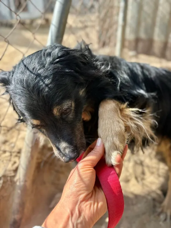 Pies do adopcji, Przyborówko, 13 kwietnia 2026 (1/3)