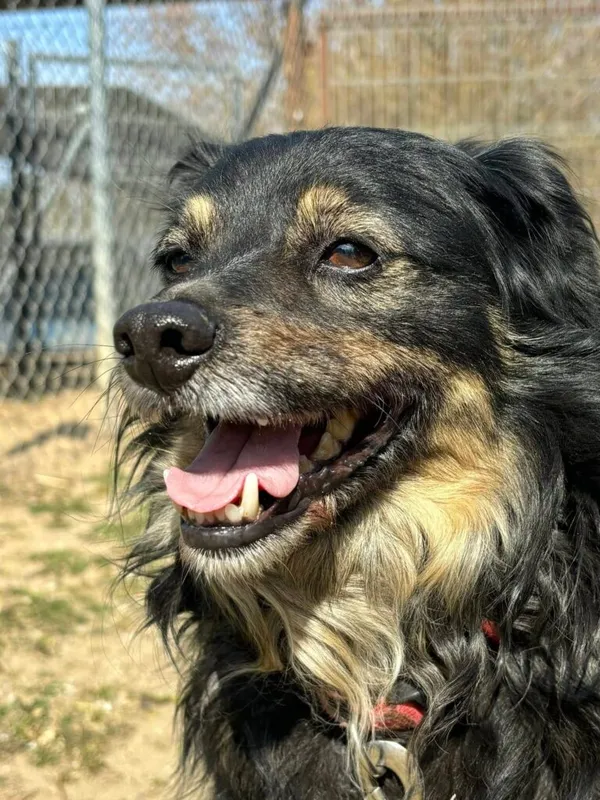 Pies do adopcji, Przyborówko, 13 kwietnia 2026 (2/3)