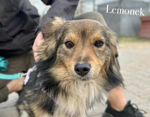 Pies do adopcji, Przyborówko, 13 kwietnia 2026