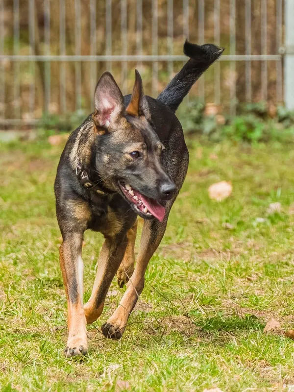 Pies do adopcji, Sopot, 12 kwietnia 2026 (2/5)