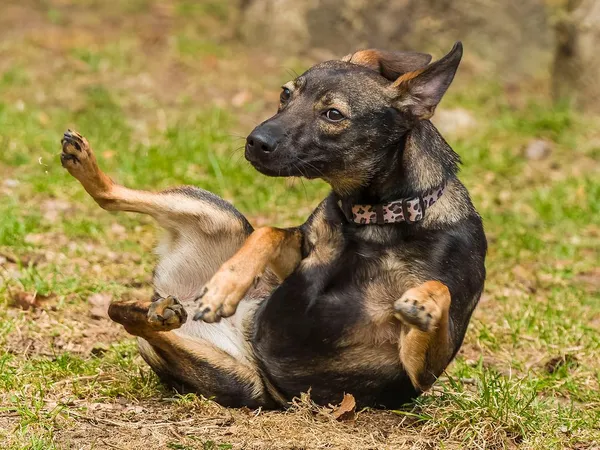 Pies do adopcji, Sopot, 12 kwietnia 2026 (5/5)