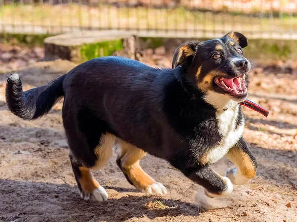 Pies do adopcji, Sopot, 12 kwietnia 2026 (1/5)