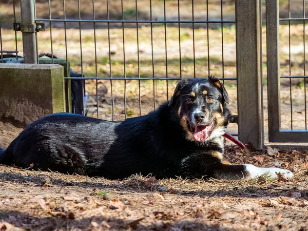 Pies do adopcji, Sopot, 12 kwietnia 2026 (2/5)