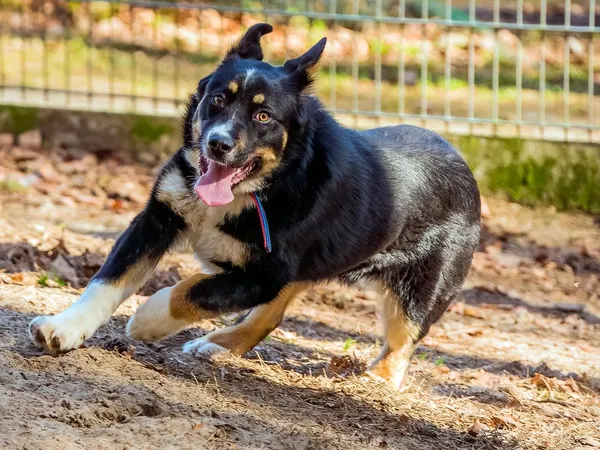 Pies do adopcji, Sopot, 12 kwietnia 2026 (3/5)