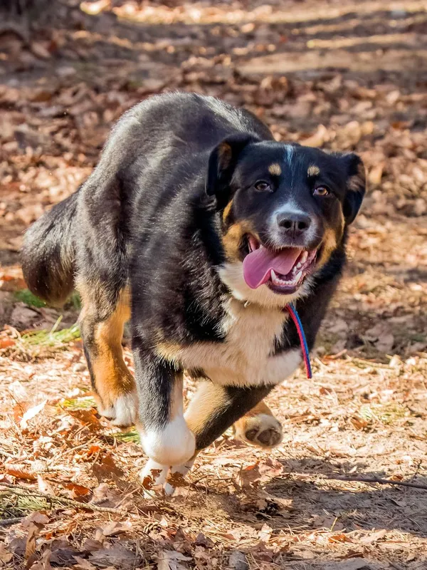 Pies do adopcji, Sopot, 12 kwietnia 2026 (4/5)