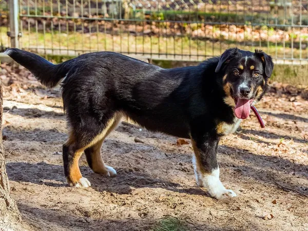 Pies do adopcji, Sopot, 12 kwietnia 2026 (5/5)