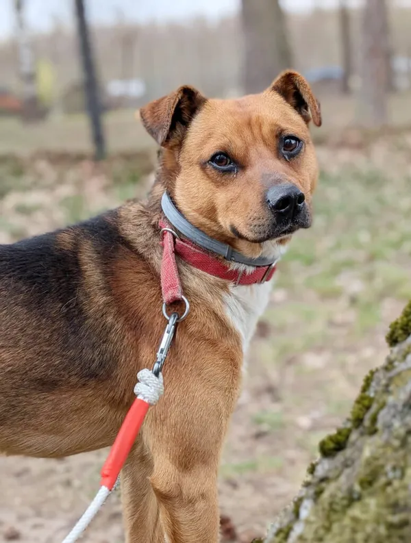 Pies do adopcji, Korabiewice, 14 kwietnia 2026 (1/2)