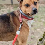 Pies do adopcji