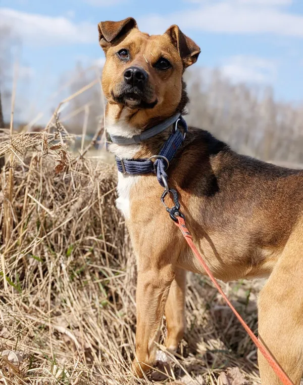 Pies do adopcji, Korabiewice, 14 kwietnia 2026 (2/2)