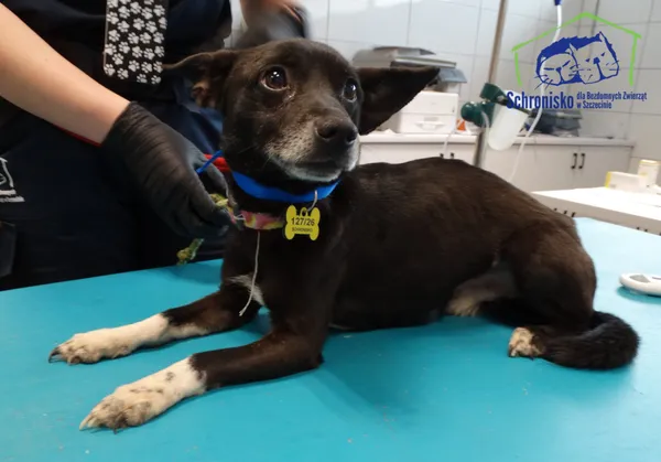 Znaleziono psa, Szczecin, 14 kwietnia 2026 (1/2)