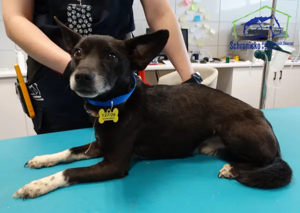 Znaleziono psa, Szczecin, 14 kwietnia 2026 (2/2)