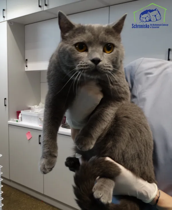Znaleziono kota, Szczecin, 14 kwietnia 2026
