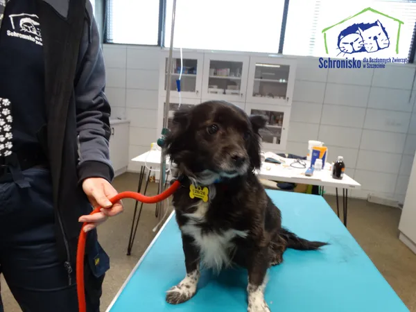 Znaleziono psa, Szczecin, 13 kwietnia 2026