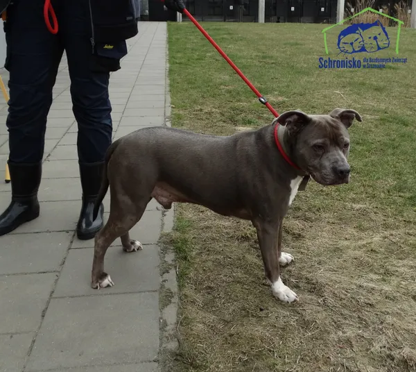 Znaleziono psa, Szczecin, 12 kwietnia 2026 (1/2)