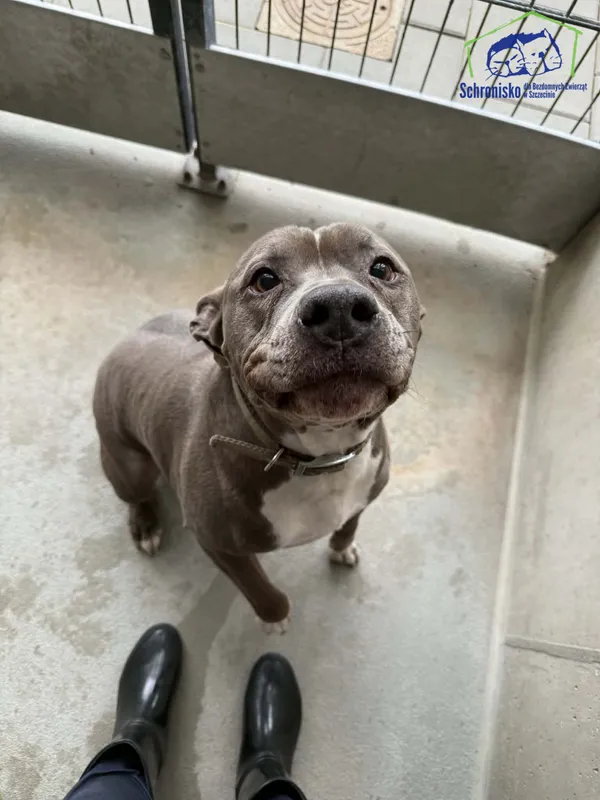 Znaleziono psa, Szczecin, 12 kwietnia 2026 (2/2)