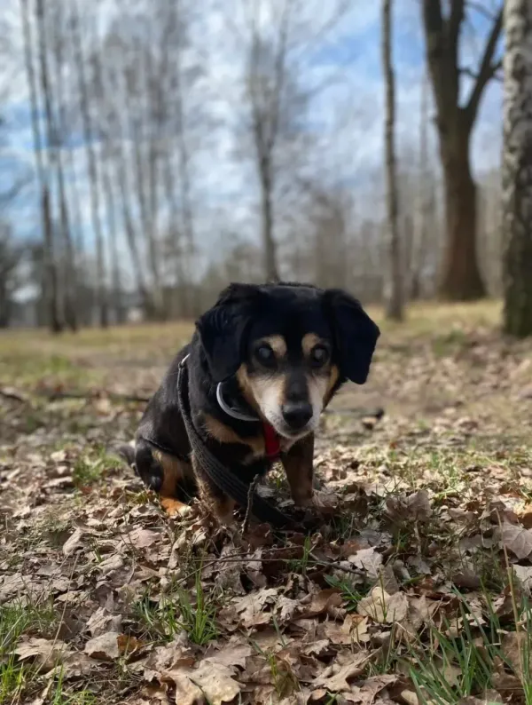 Pies do adopcji, Milanówek, 13 kwietnia 2026 (3/5)