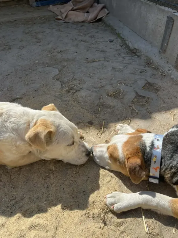 Pies do adopcji, Milanówek, 17 kwietnia 2026 (1/5)