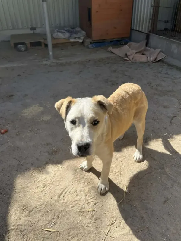 Pies do adopcji, Milanówek, 17 kwietnia 2026 (3/5)