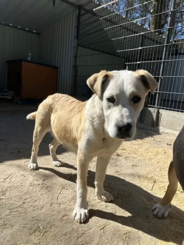 Pies do adopcji, Milanówek, 17 kwietnia 2026 (4/5)