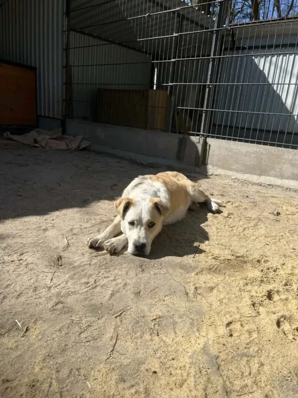 Pies do adopcji, Milanówek, 17 kwietnia 2026 (5/5)