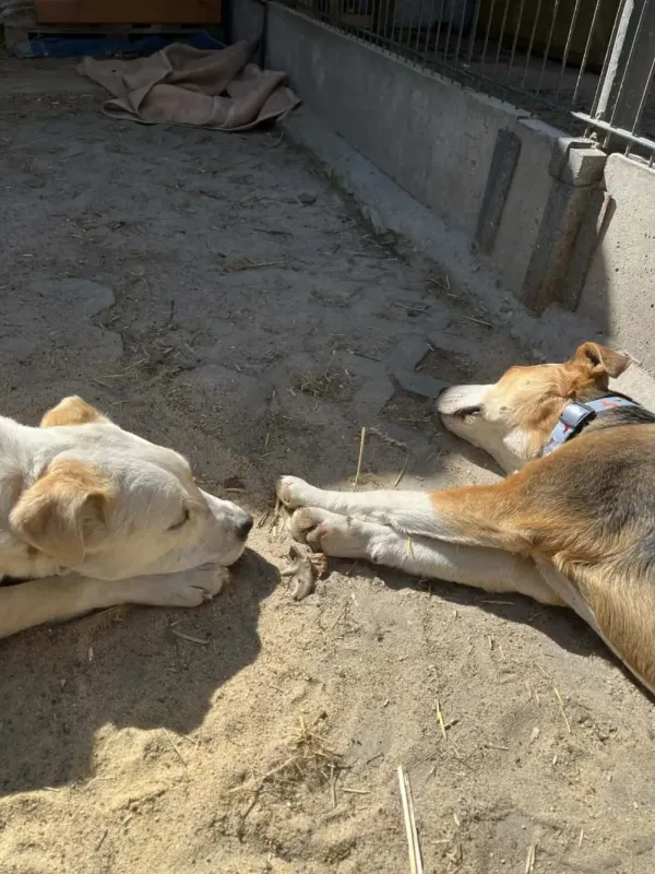 Pies do adopcji, Milanówek, 13 kwietnia 2026 (2/5)