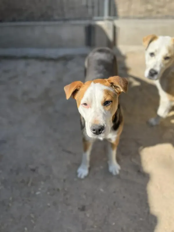 Pies do adopcji, Milanówek, 19 kwietnia 2026 (3/5)