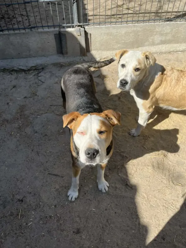 Pies do adopcji, Milanówek, 19 kwietnia 2026 (4/5)