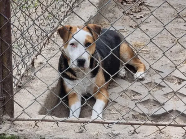 Pies do adopcji, Milanówek, 19 kwietnia 2026 (5/5)