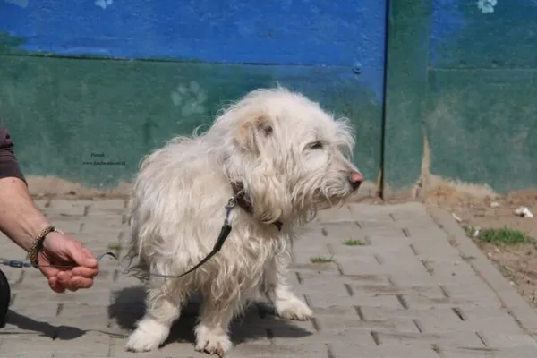 Pies do adopcji, Nowy Dwór Mazowiecki, 13 kwietnia 2026 (1/5)