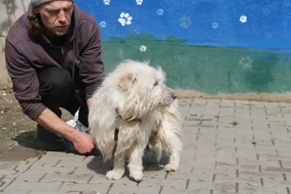 Pies do adopcji, Nowy Dwór Mazowiecki, 13 kwietnia 2026 (2/5)