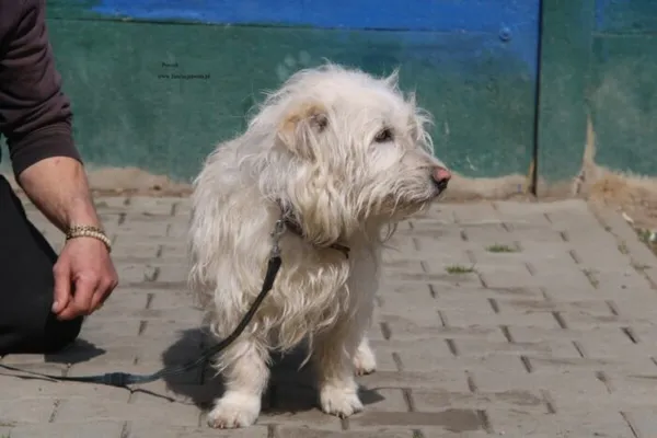 Pies do adopcji, Nowy Dwór Mazowiecki, 13 kwietnia 2026 (3/5)