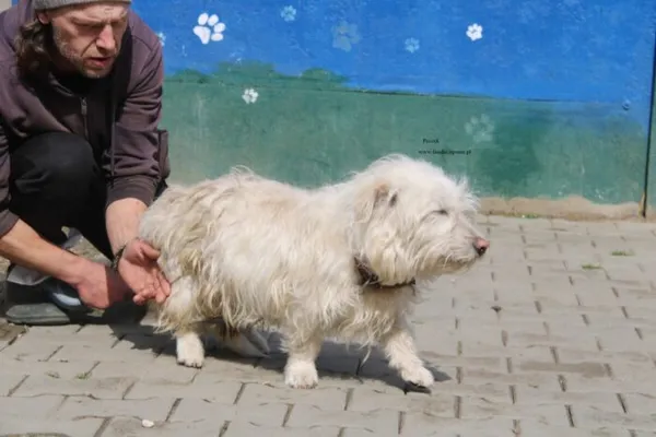 Pies do adopcji, Nowy Dwór Mazowiecki, 13 kwietnia 2026 (4/5)