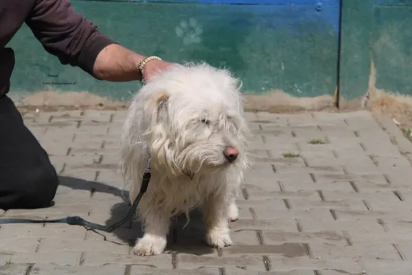 Pies do adopcji, Nowy Dwór Mazowiecki, 13 kwietnia 2026 (5/5)