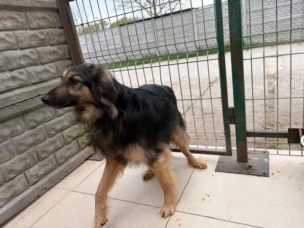 Pies do adopcji, Bełchatów, 18 marca 2025 (3/5)