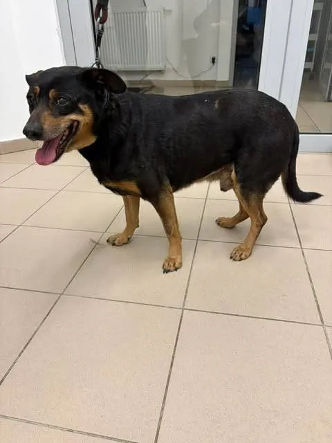 Znaleziono psa, Grudziądz, 14 kwietnia 2026