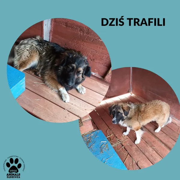 Znaleziono psa, Dąbrówka, 14 kwietnia 2026 (2/2)